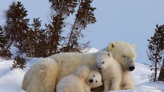 Фотоподборка нежности: дикие животные заботятся о новорожденном потомстве, как любящие родители –  удивительные кадры (ФОТО)