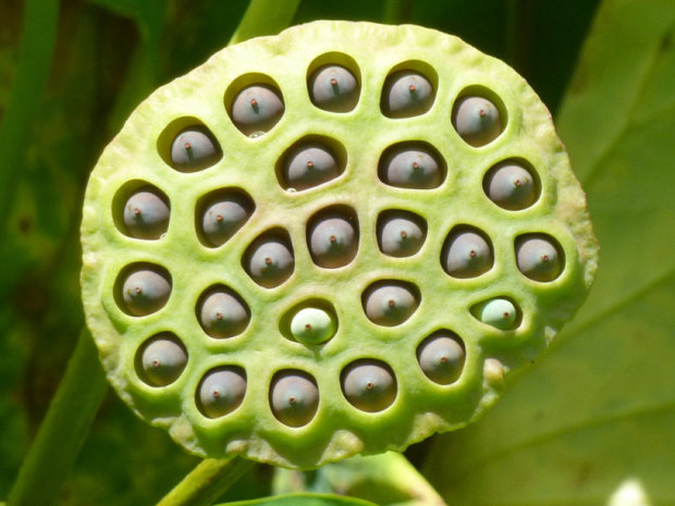 Даже семена водяной лилии могут вызвать панику у больных трипофобией