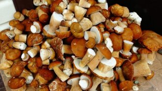 Что можно приготовить из белых грибов: ТОП-3 осенних рецептов