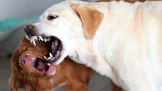 "Обережно, злий собака!": лікарі назвали правила виживання після укусу тварин