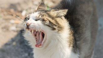 В Харьковской области бешеный кот укусил человека: в селе ввели карантин