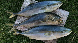 Ученые назвали худшую для здоровья рыбу
