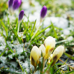 Похолодання, весна, погода, зображення з вільних джерел