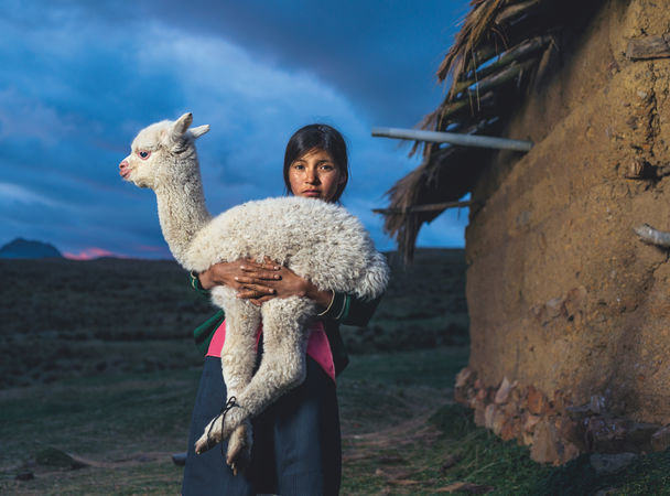 14-річна Данила тримає маленького альпаку