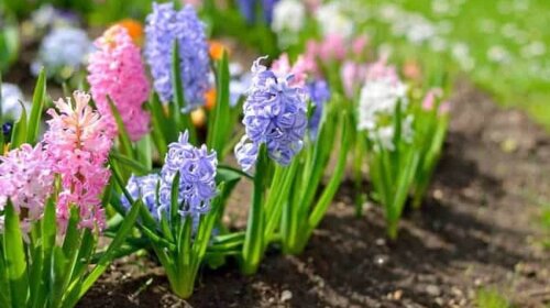 Какие цветы лучше посадить осенью