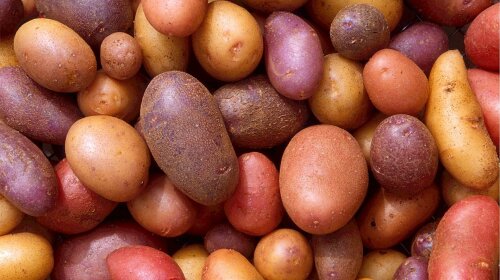В Украину привезли картофель, "начиненный" опасными карантинными вредителями