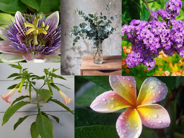 Комнатные растения способны бороться с неприятным запахом