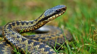 Не припікати і не висмоктувати отруту: медики розповіли, що робити, якщо вкусила змія
