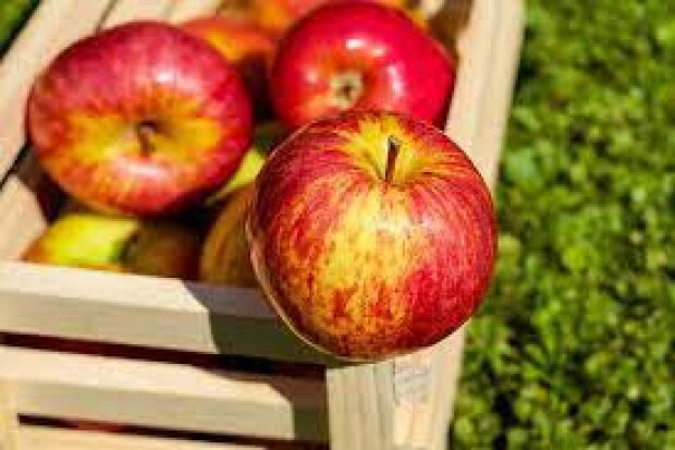 Як правильно сушити яблука