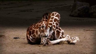 Sleeping-giraffe-8