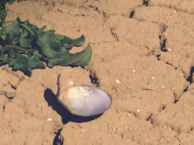 Погода, жара, засуха