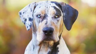 Нечисленні породи собак: дуже рідкісні собаки королівських кровей