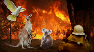 Пожежі в Австралії: ТОП-10 унікальних тварин, що живуть у цьому куточку світу