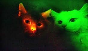 Южнокорейские генетики случайно вывели светящихся в темноте кошек