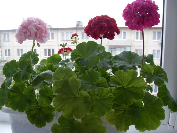 Калининградский эксперт назвал 4 семейства комнатных растений, которые опасны для людей и животных