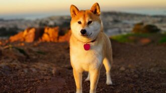 akita-inu-samyj-vernyj-drug-animal-reader.ru-