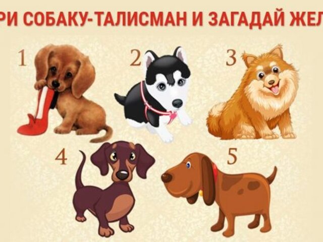 Тест-предсказание: загадай желание, а собаки скажут ответ