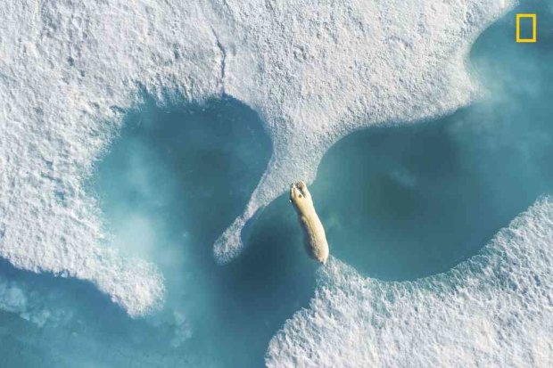 конкурс фотографий, Арктика, полярный медведь