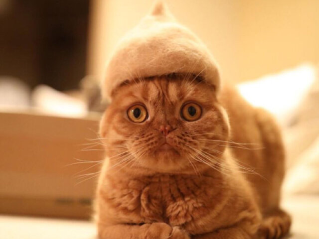 Японец делает шапки котикам из их собственной шерсти