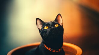 "Жан-Клод Ван Мяу": Сеть рассмешил кот, который сел на шпагат