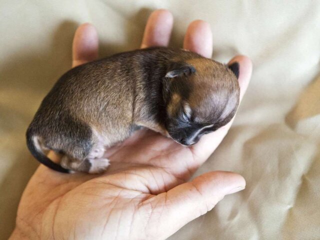 самая маленькая собака в мире