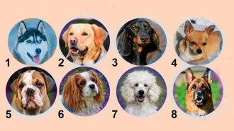 Тест на характер: какая собака тебе нравится?