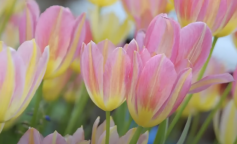 Тюльпани, скріншот із YouTube