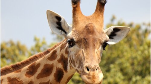 Немає жодної цятки: в американському зоопарку народився унікальний жираф – у світі вона така одна (фото)