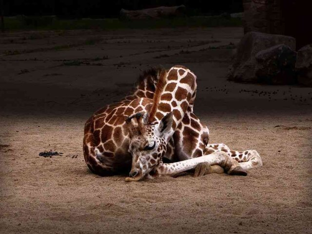 Sleeping-giraffe-8