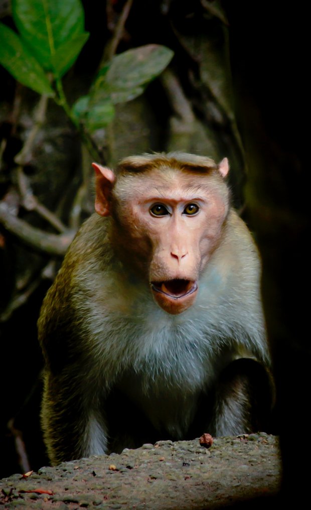 Вчені пояснили, чому мавп неможливо схрестити з людьми