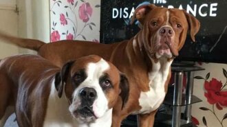 В Великобритании мать троих детей погибла из-за собственных собак