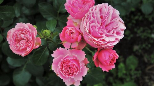 Зроби це з трояндами і вони пишно зацвітуть навіть у жовтні – мамині секрети гарного саду