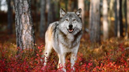 autumn-animals-wolf