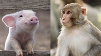 Китайские ученые впервые создали гибрид свиньи и обезьяны