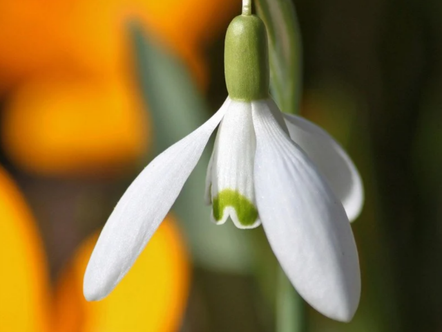 Весна, изображение: pexels.com