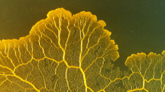 Наука: слизистая плесень Physarum Polycephalum