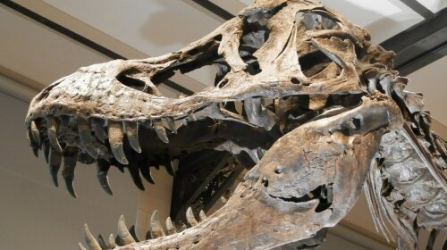 Вчені розповіли, як пройшли останні години життя динозаврів