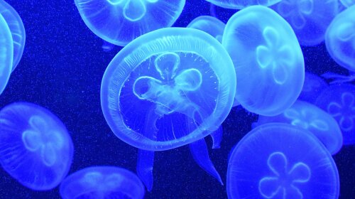 В Днепре обнаружили медуз: куда перекочевали морские обитатели (ВИДЕО)