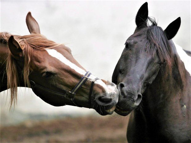 мимика лошадей