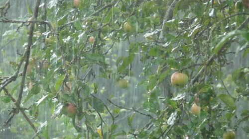 Зливи з грозами та спека до +32: прогноз погоди в Україні на 20 липня