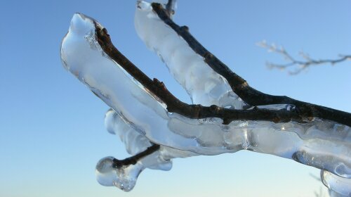 ice-iced-branch-cold-coldsnap-frost-wallpaper