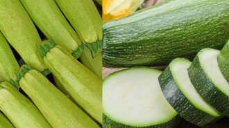 Сезон кабачков активирован: что вкусного и необычного приготовить из овоща