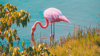 Фламинго: кто бы мог подумать, что эту птицу можно встретить на территории Украины (фото)