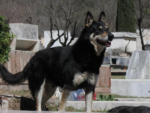 Реальний Хатіко: історія собаки, яка не покинула хазяїна
