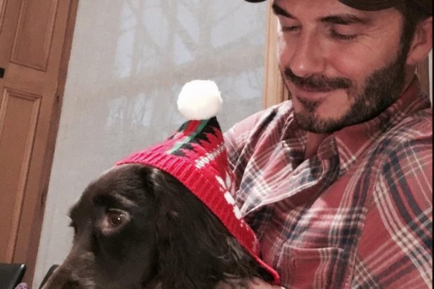 Кілька років тому, Девід Бекхем нарядив у різдвяний спосіб свою собаку (фото Instagram)