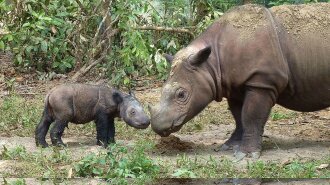 Умерла последняя в мире самка суматранского носорога