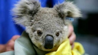 Як рятували маленьку коалу в Австралії: жалісливі фотографії підкорили Мережа
