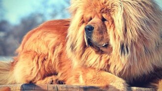 Найбільш рідкісні породи собак