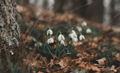 Весна, погода, зображення з вільних джерел
