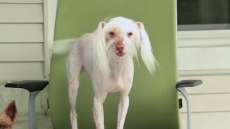 Безволосая собака позабавила пользователей Сети смешным танцем на стуле